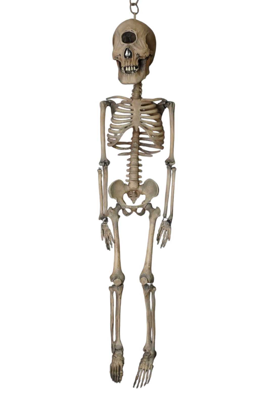 3 Ft. Cyclops Skeleton Halloween decoration