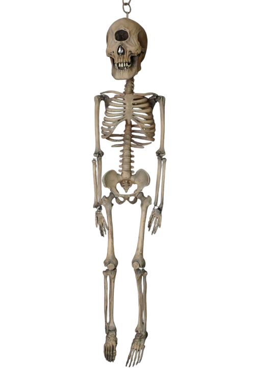 3 Ft. Cyclops Skeleton Halloween decoration