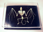 Bat Skeleton- Real Bone view 2