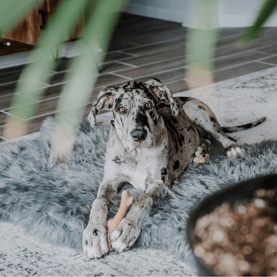 PupRug by Paw.com® Faux Fur Orthopedic Dog Bed - Curve Charcoal Grey