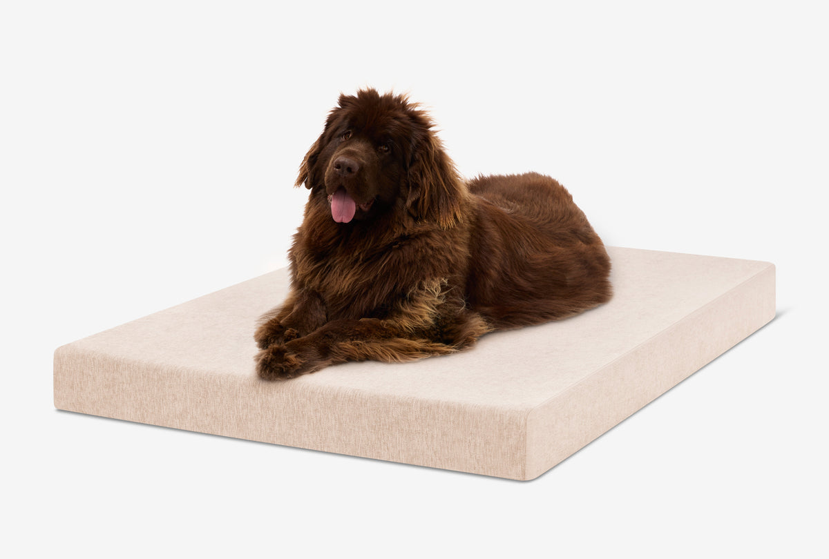 OrthoLift Crate Bed