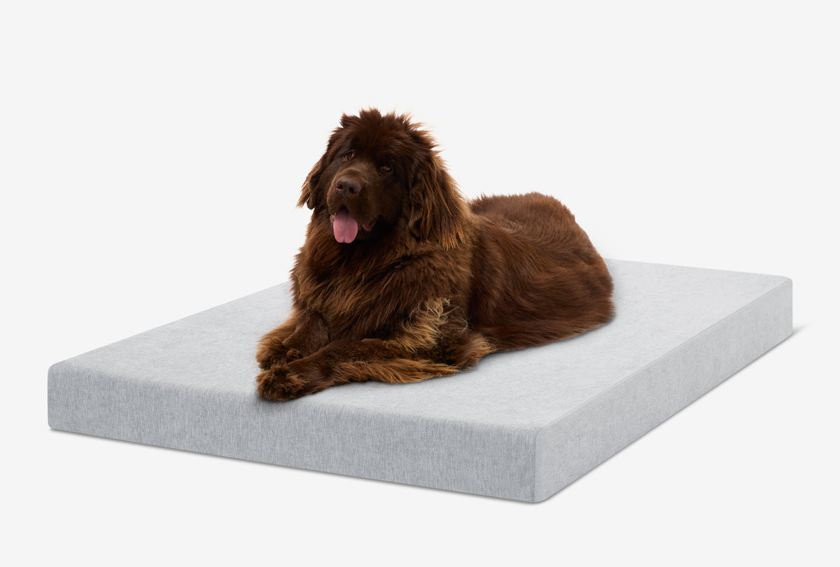OrthoLift Crate Bed