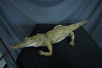 Alligator Prop view 2