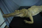 Alligator Prop view 3