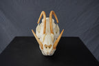 Babirusa Replica Skull view 4