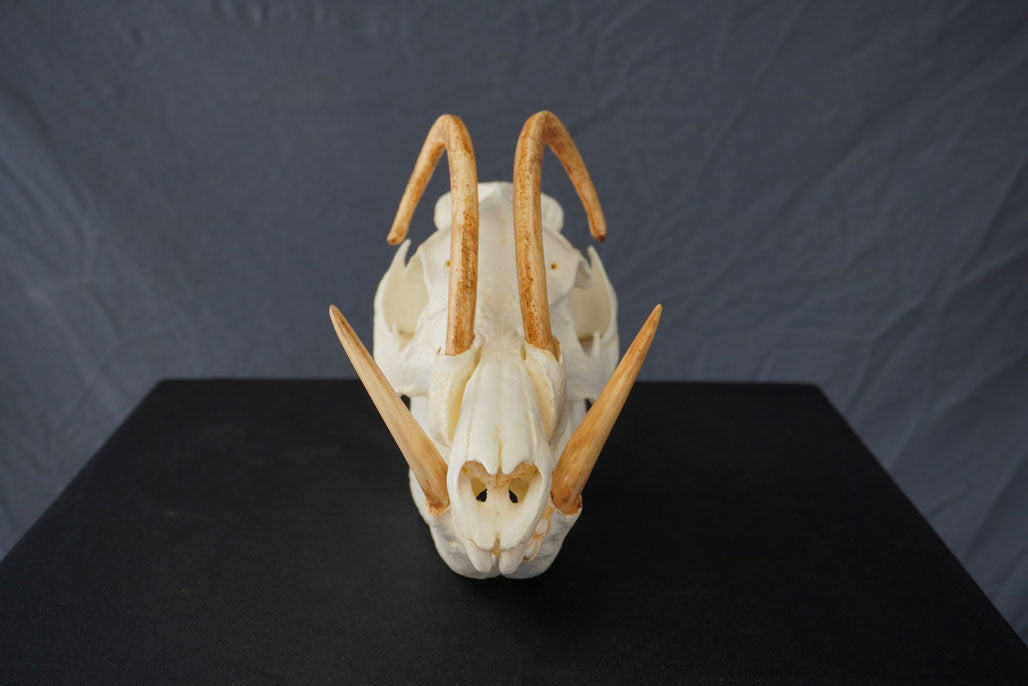 Babirusa Replica Skull view 4