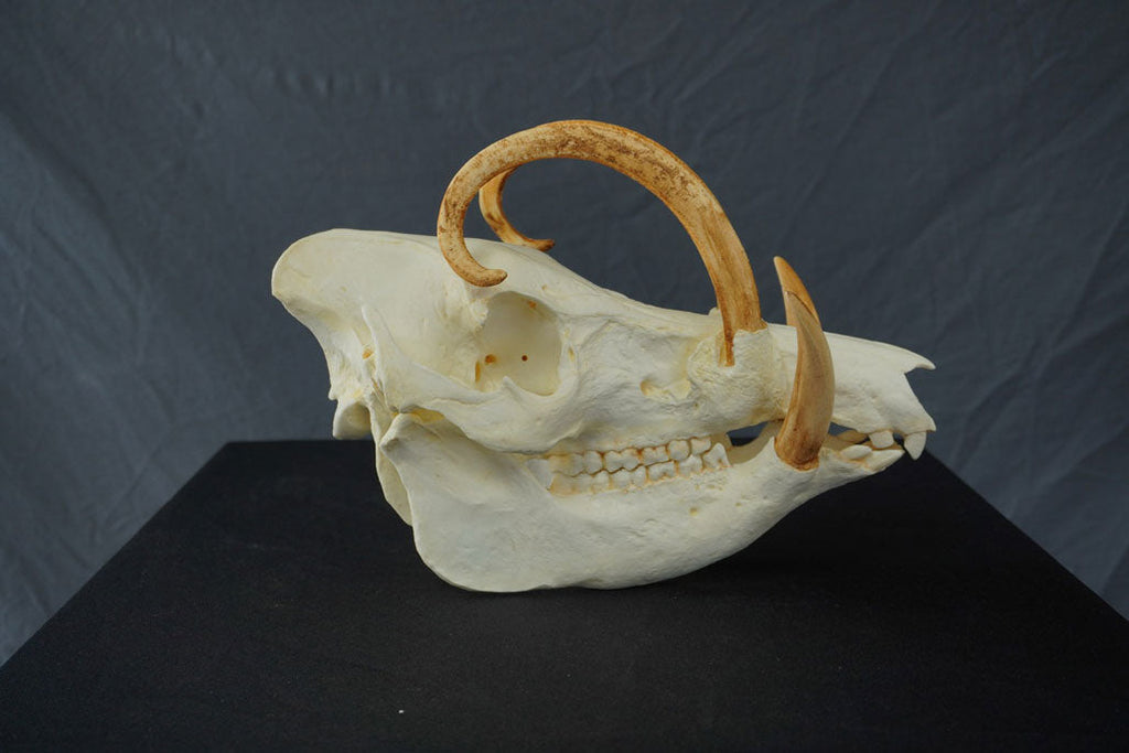 Babirusa Replica Skull view 3