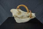 Babirusa Replica Skull view 3