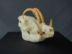 Babirusa Replica Skull view 2