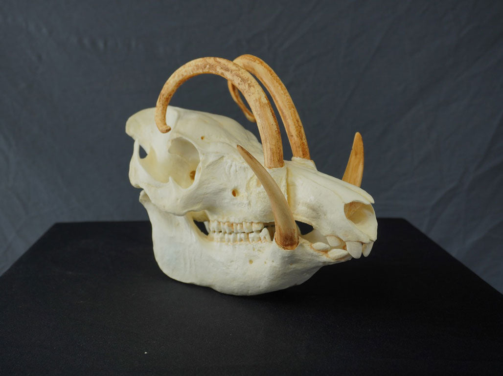 Babirusa Replica Skull view 2