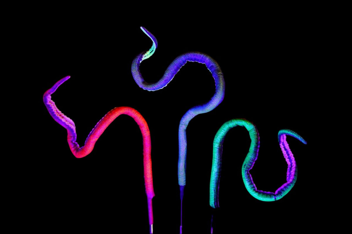 5ft Long Poseable Glow Giant Kraken Tentacle Halloween decoration