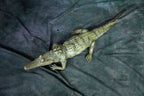 Alligator Prop view 5
