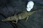 Alligator Prop view 4