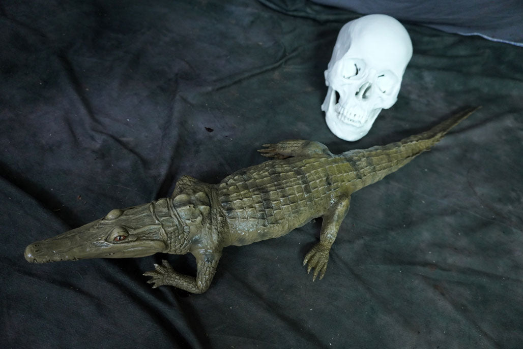 Alligator Prop view 4
