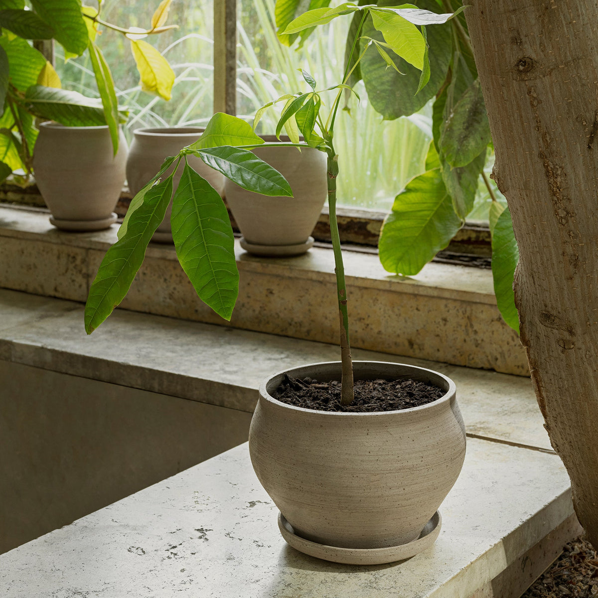 Delphi Ø24 Low Planter & Saucer