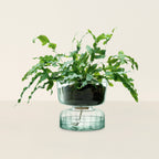 Canopy Self Watering Planter