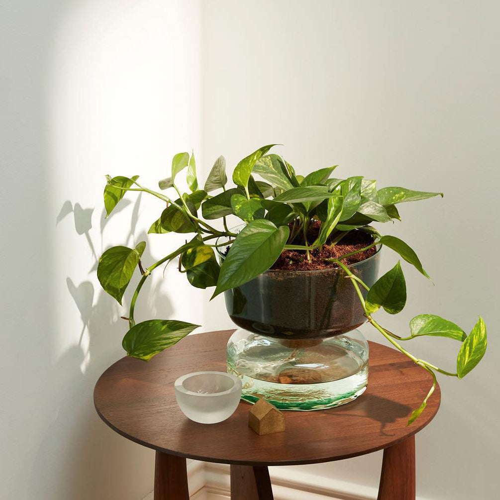 Canopy Self Watering Planter