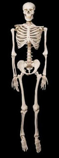Life- Size Skeleton Halloween decoration