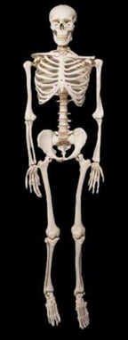 Life- Size Skeleton Halloween decoration