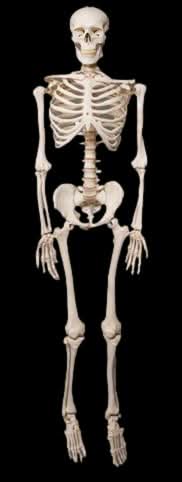 Life- Size Skeleton Halloween decoration