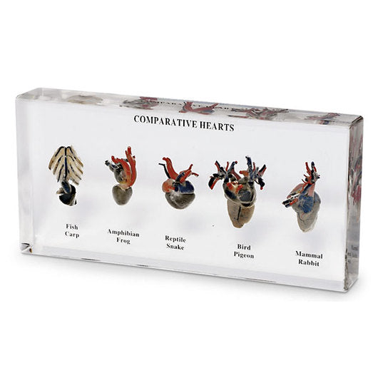 Authentic Heart Specimen Display Halloween decoration