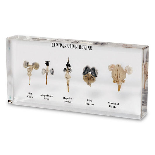 Authentic Brain Specimen Display Halloween decoration
