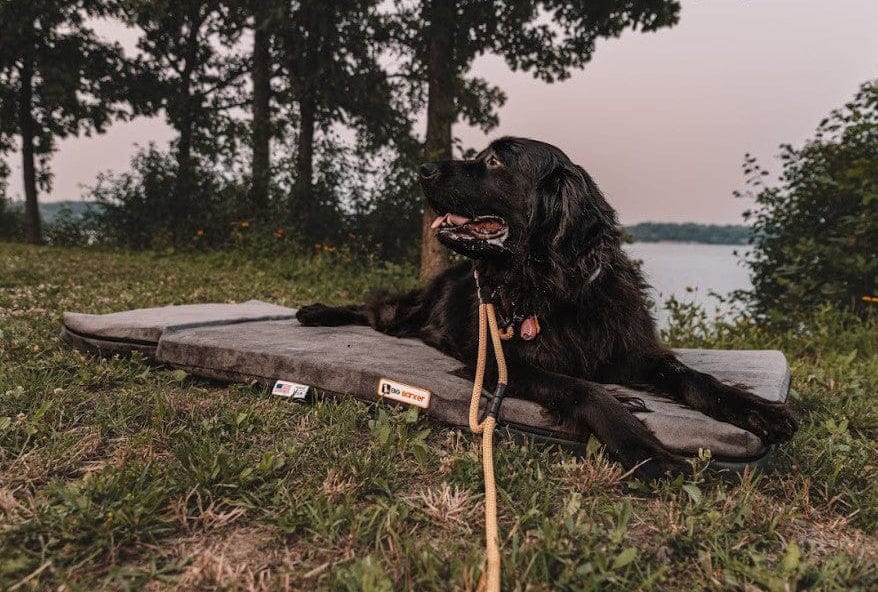 Fold-N-Go Travel Dog Bed