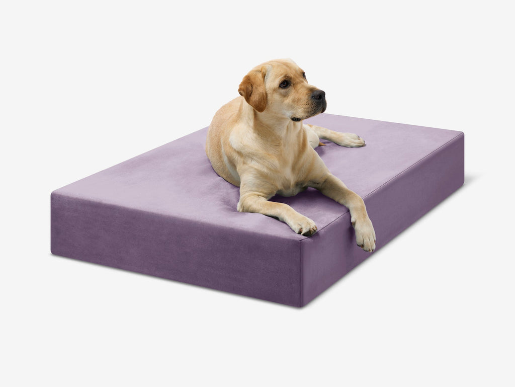 Original Orthopedic Dog Bed