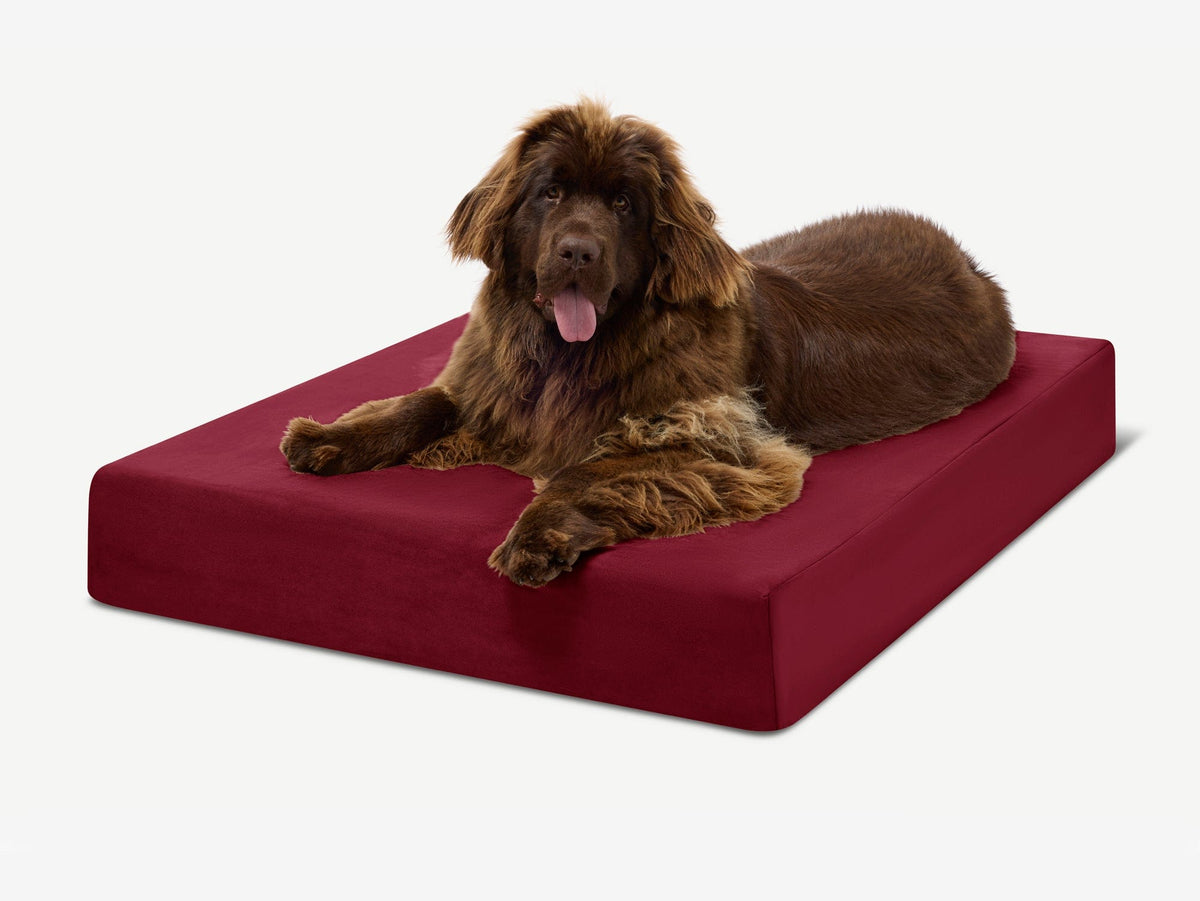 Original Orthopedic Dog Bed