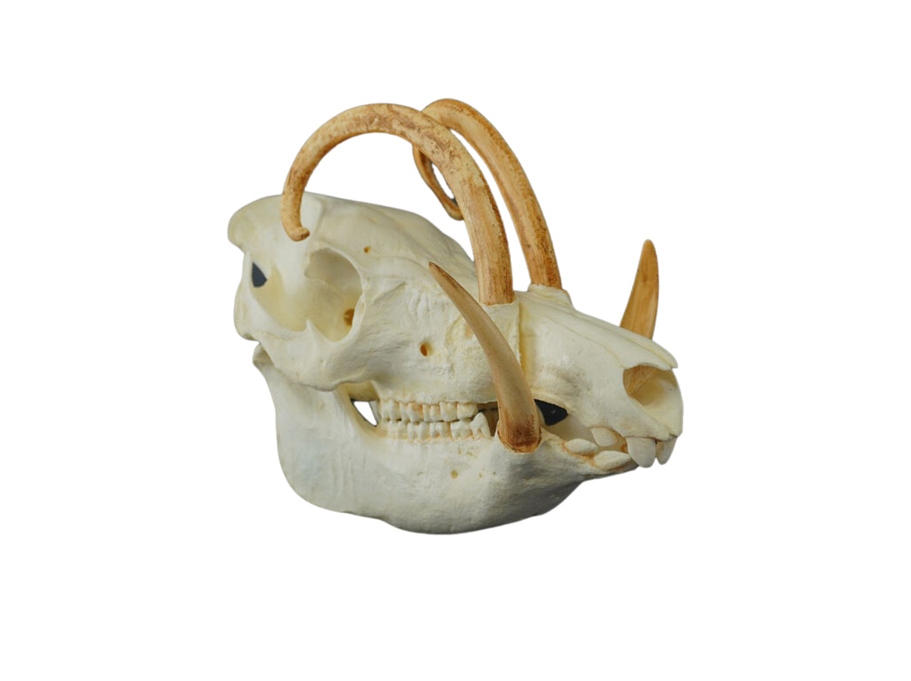 Babirusa Replica Skull Halloween decoration