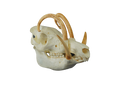 Babirusa Replica Skull Halloween decoration