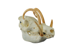 Babirusa Replica Skull Halloween decoration