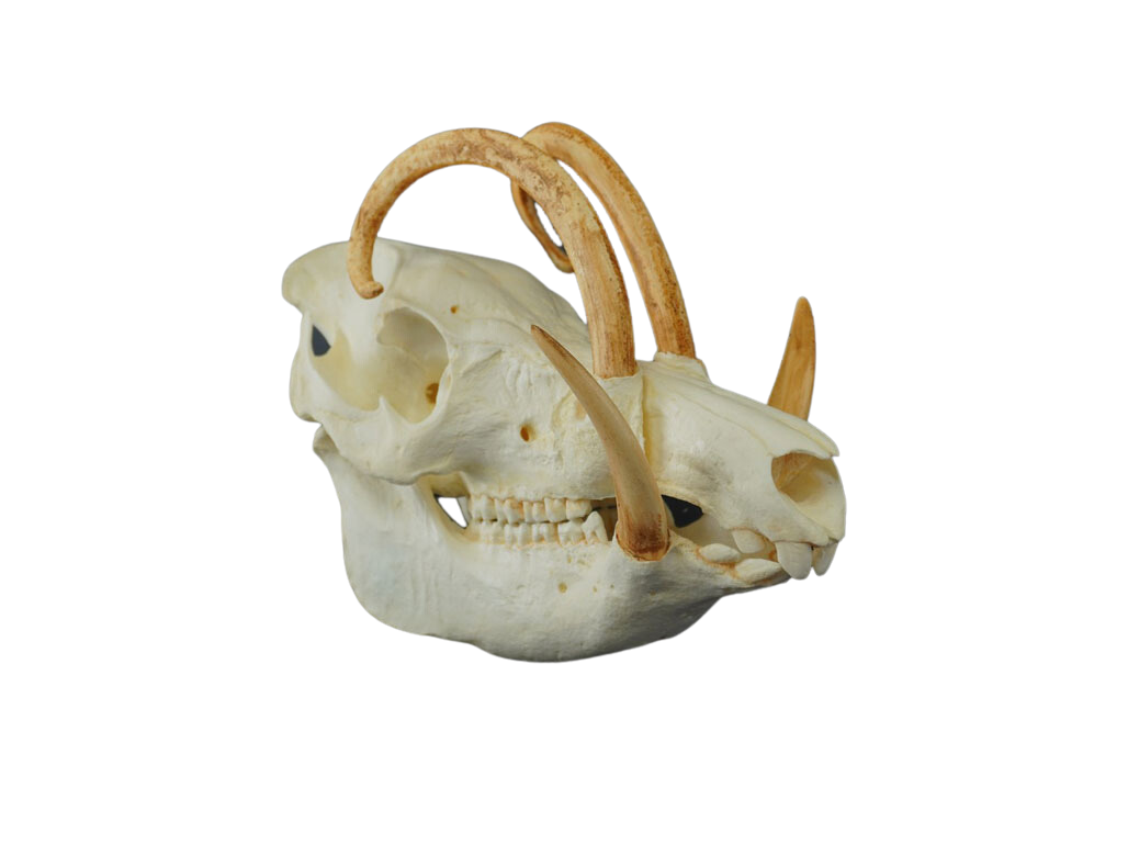 Babirusa Replica Skull Halloween decoration