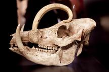 Babirusa Replica Skull view 5