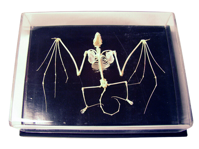 Bat Skeleton- Real Bone Halloween decoration