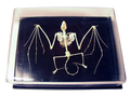 Bat Skeleton- Real Bone Halloween decoration