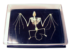 Bat Skeleton- Real Bone Halloween decoration