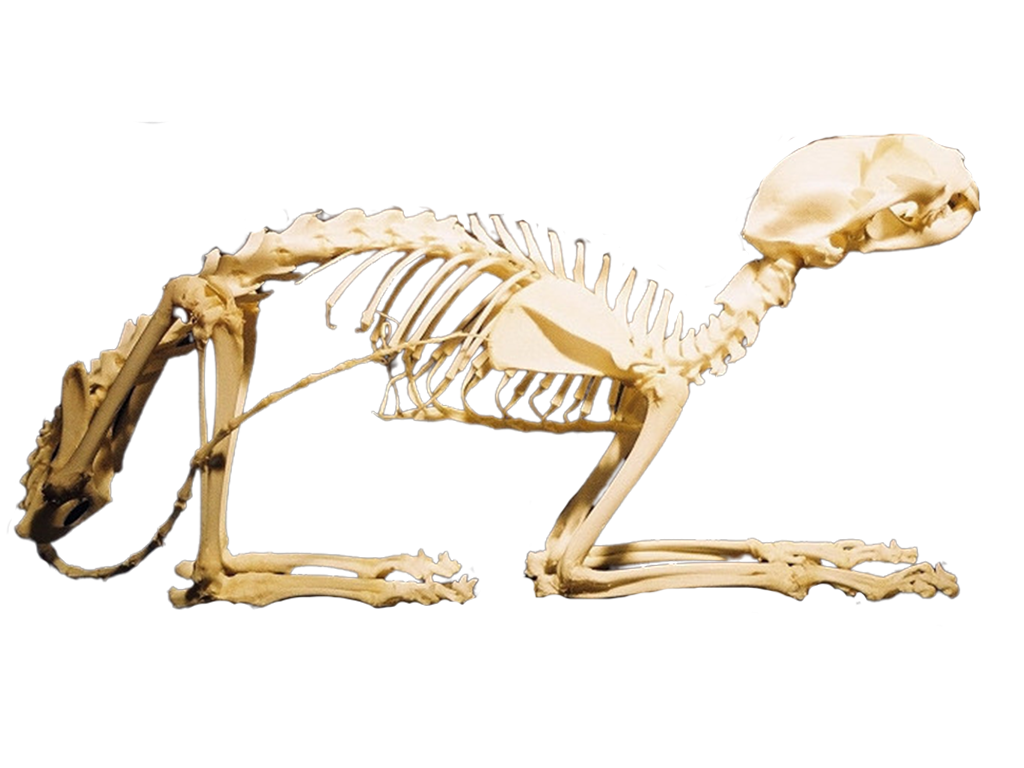 Cat Skeleton- Real Bone Halloween decoration