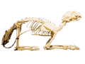 Cat Skeleton- Real Bone Halloween decoration