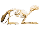 Cat Skeleton- Real Bone Halloween decoration
