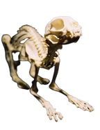 Cat Skeleton- Real Bone view 4