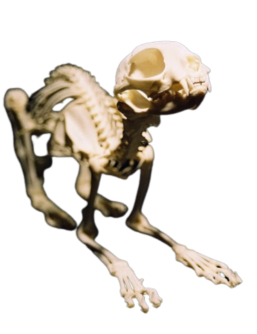 Cat Skeleton- Real Bone view 4