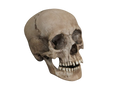 Child Lifecast Skull Halloween decoration
