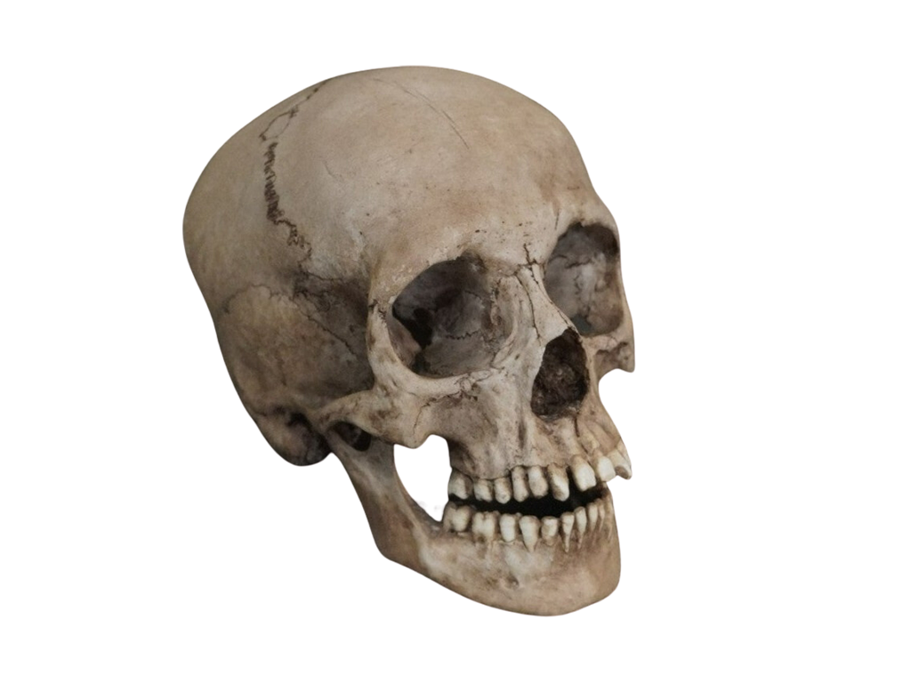 Child Lifecast Skull Halloween decoration
