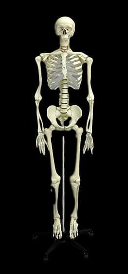 "Human Skeleton" Deluxe Movie Quality Halloween Prop Halloween decoration
