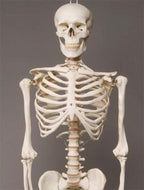 Life- Size Skeleton view 2