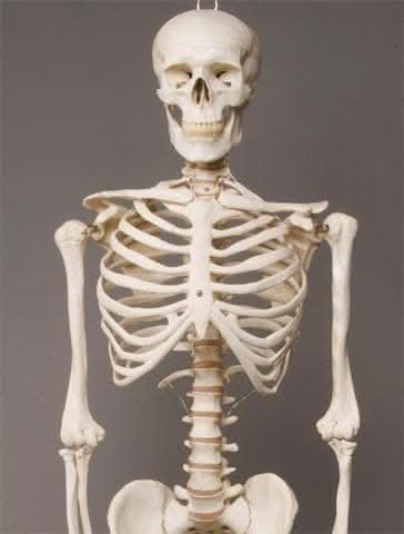 Life- Size Skeleton view 2