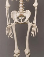 Life- Size Skeleton view 3