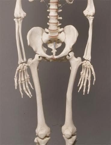 Life- Size Skeleton view 3