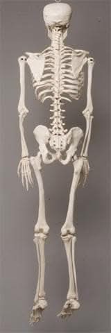 Life- Size Skeleton view 4